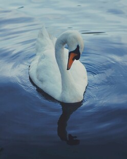 优雅天鹅于水面悠然游动