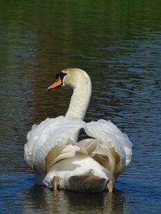 优雅天鹅水中悠然自得