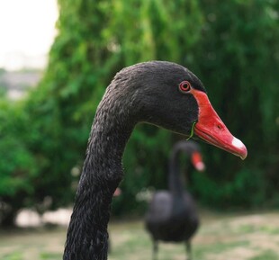 黑天鹅特写