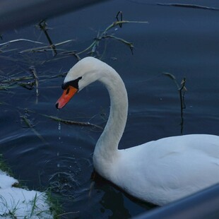 优雅天鹅水中悠然游动