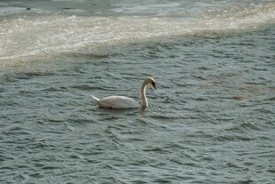 水中悠游的优雅天鹅