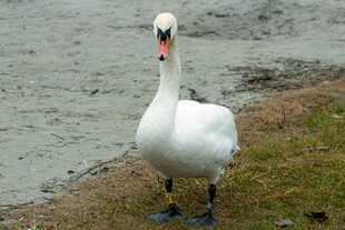 岸边优雅的白天鹅