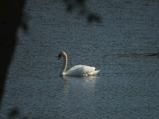 湖面上优雅游动的白天鹅