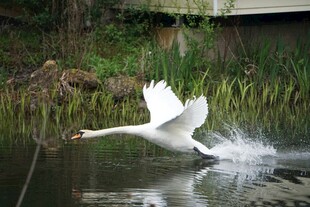 天鹅于湖面展翅飞翔