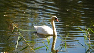 湖中游弋的优雅白天鹅