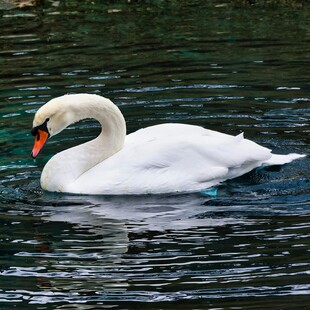 优雅天鹅水中悠然游弋