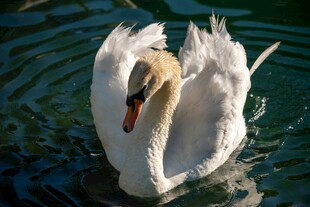 优雅天鹅水中悠然自得