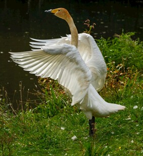 白鹭展翅于绿意盎然间