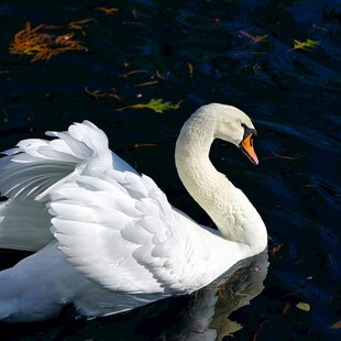 优雅天鹅水中展翼