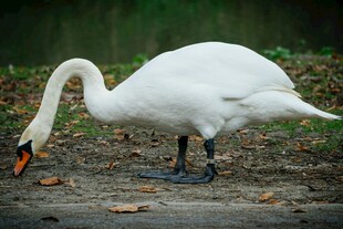 优雅天鹅低头觅食