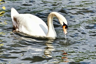 优雅天鹅水中悠然觅食