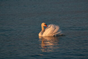 优雅天鹅于水面悠然自得
