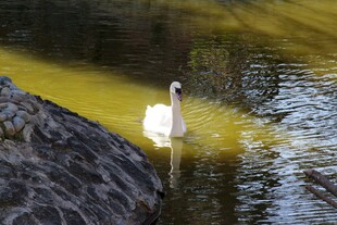 水中天鹅伴石景