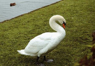 草地上的优雅白天鹅