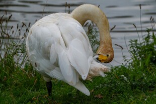 天鹅岸边梳理洁白羽毛