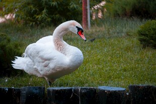 单脚站立的优雅白天鹅