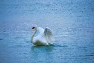湖面上展翅的优雅白天鹅