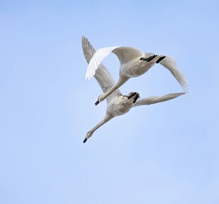 双天鹅蓝天展翅翱翔