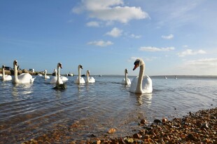 湖畔天鹅群悠然戏水