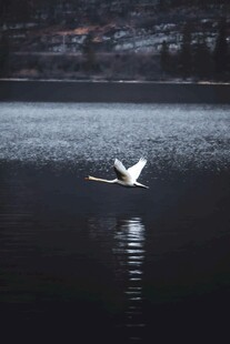 湖面上飞翔的优雅白天鹅