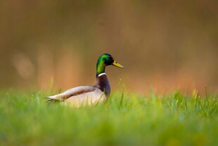 绿草地上的帅气绿头鸭
