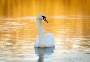 湖面上优雅的白天鹅
