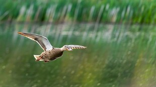 野鸭于湖面上方展翅飞翔