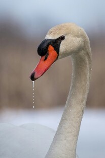 优雅天鹅垂首滴水瞬间