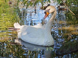 水中双天鹅优雅相依