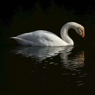 优雅天鹅水中悠然自得