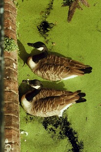 水中休憩的两只加拿大鹅