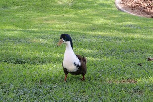 草地上的黑白鸭子