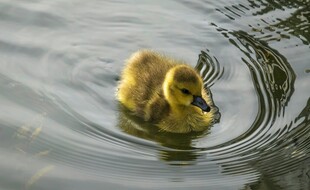 小黄鸭水中悠然游动
