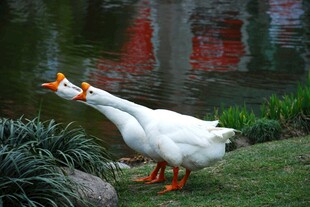 草地上的两只大白鹅