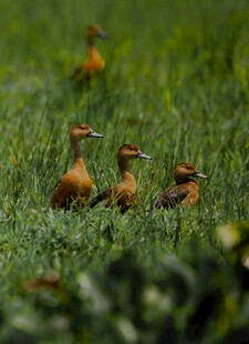草地上的几只小鸟