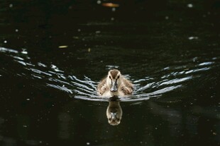 水中飞鸟激起美丽涟漪