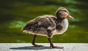 可爱小鸭子在岸边行走