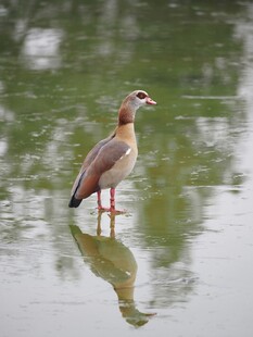 水中站立的优雅埃及雁