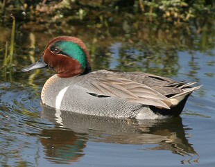 绿头鸭水中悠然游动