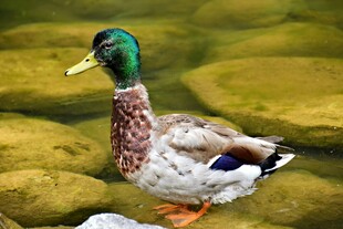 绿头鸭立于石块上