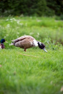草地上觅食的两只鸭子