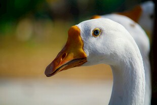 白鹅特写