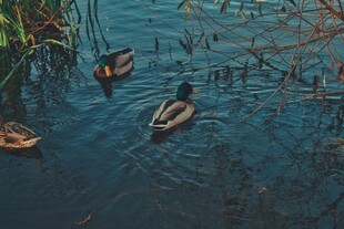 水中游弋的几只可爱野鸭