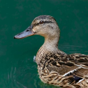 水中游弋的斑纹野鸭