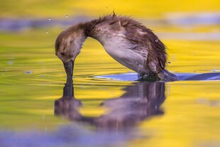 鸭子水中低头觅食倒影