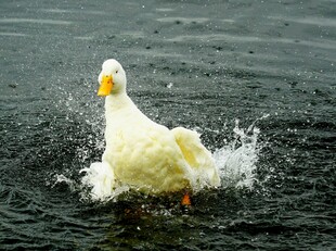 白鸭戏水溅起朵朵水花