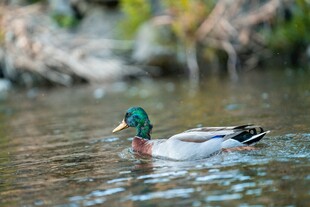 绿头鸭水中悠然游弋