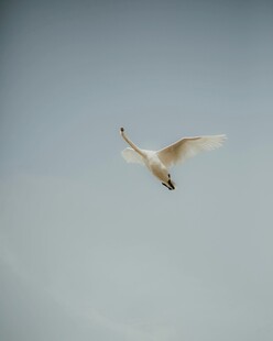 天空中飞翔的白色鸟儿