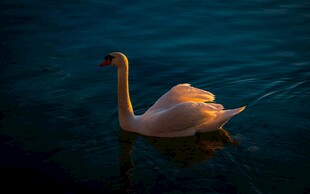 水中优雅天鹅独自游弋