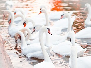 湖畔群聚的优雅白天鹅